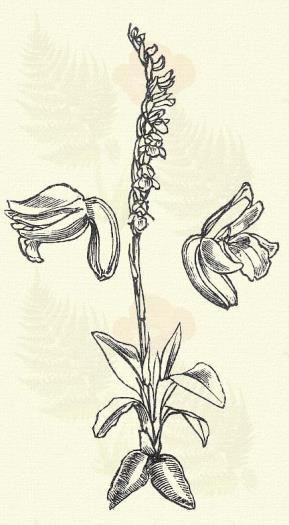 Erdei kláristő. Coralliorrhiza innata R. Br. (Csajka ajakfű, kláris- vagy korállgyökér. Term. r.: Kosborfélék. Orchidaceae.) Évelő. 10 20 cm. Az egész növény halványsárgás v. barnás.
