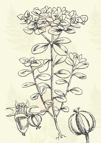 Kis-sár fűtej. Euphorbia Esula L. (Apró sármag, hasindítófű, kis-sárfű, ugrógyökér. Term. r.: Fűtejfélék. Euphorbiaceae.) 57. t. 2. k. Évelő. 30 50 cm.