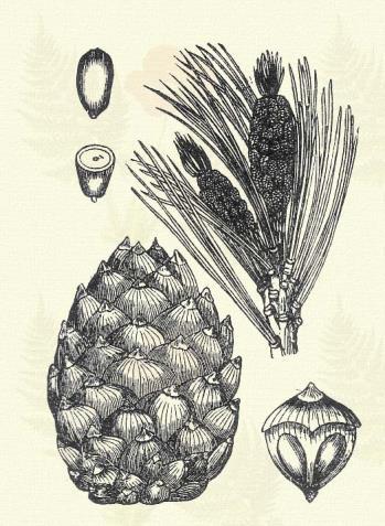 Sima fenyő. Pinus Strobus L. (Árboczfenyő. Term. r.: Fenyőfélék. Abietinaceae.) Fa. 15 20 m. Sima kérge fényes. Ötösével álló tűi 10 15 cm.