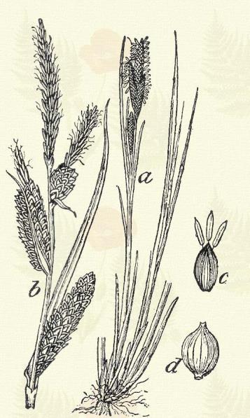 Gyepes sás. Carex caespitosa L. (Gyepi sás, zsombék csáté. Term. r.: Sásfélék. Cyperaceae.) Évelő. 20 50 cm. Töve sűrűn gyepes.
