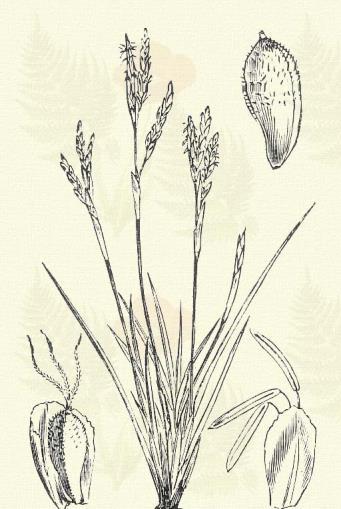 Szürke sás. Carex flacca Schreb. (Carex glauca Murr. Term. r.: Sásfélék. Cyperaceae.) Évelő. 45 50 cm. Levelei szélükön érdesek.