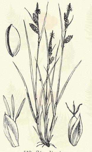 Korhadó sás. Carex Michelii Host. (Term. r.: Sásfélék. Cyperaceae.) Évelő. 10 35 cm. Taraczkot hajt. Porzós füzére magános, sárga; termő füzére 1, ritkán 2.