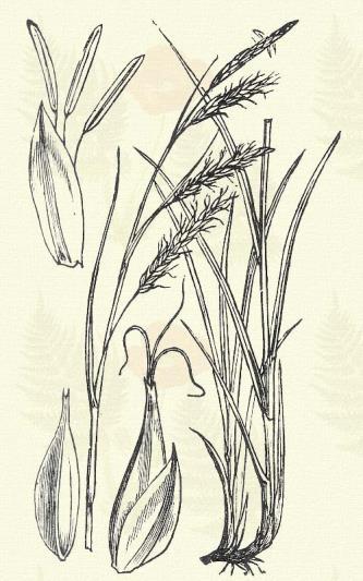 Parti sás. Carex riparia Curt. (Term. r.: Sásfélék. Cyperaceae.) Évelő. 60 120 cm. Szára háromélű, élei érdesek. Levelei 1 80 2 cm. szélesek.
