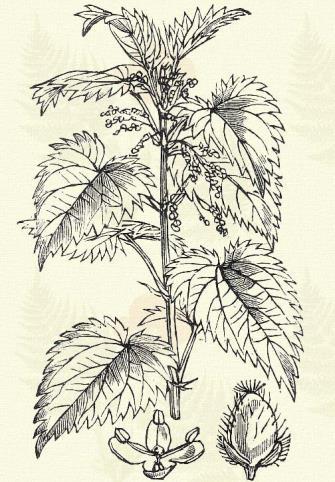 B) Fás növények. Télizöld puszpáng. Buxus sempervirens L. (Kuruszpán, téli zöld. Term. r.: Puszpángfélék. Buxaceae.) Cserje. 2 3 m.