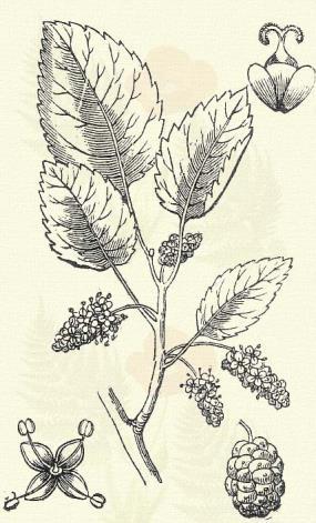 Mézgás éger. Alnus glutinosa. (L.) Gärtnz. (Fekete beregfa, mezgés eger. Term. r.: Nyirfafélék. Betulaceae,) 59. t. 3. k. 18 20 m. Ha szabadon fejlődik, a koronája kúpalakú; kérge táblásan repedezik.