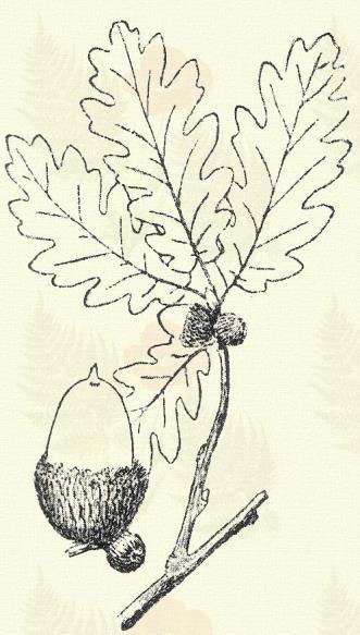 Quercus lanuginosa Lam. (Bolyhos, magyal, mogyoró, pelyhes, szőrösödő, szöszös tölgy. Quercus pubescens Willd. Term. r.: Bükkfélék. Fagaceae.) Fa. 18 20 m. Kérge erősen ripacsos.