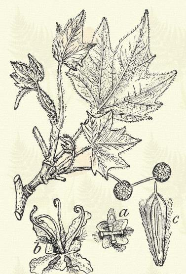 Nyugati boglárfa. Platanus occidentalis L. (Virginai platán. Term. r.: Boglárfafélék. Platanaceae.) Fa. 15 20 m. Kérge különböző nagyságú cserepekben válik le. Ágai fölfelé irányulók.