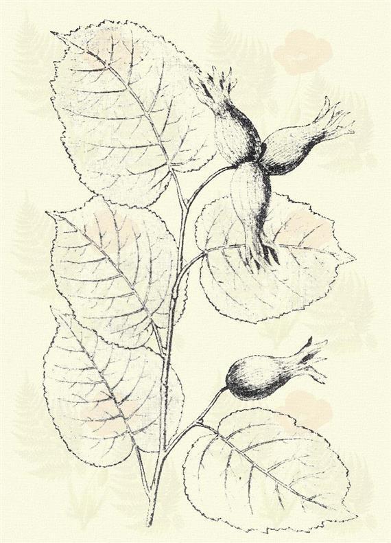 Közönséges gyertyán. Carpinus Betulus L. (Gyertya- vagy gyurtyánfa, irmesfa. Term. r.: Nyírfafélék. Betulaceae.) 60. t. 3. k. Fa. 15 20 m. Törzse sima kérgű, ormosan hengeres.