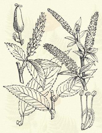 Salix triandra L. (Háromporzós fűz. Salix amygdalina L. Term. r.: Fűzfafélék. Salicaceae.) Cserje. Fa. 2 8 m. Az idős törzs kérge cserepes.