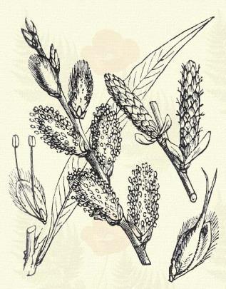 Salix viminalis L. (Kender-, korcs-, rekettye-, serevény-, vessző-fűz, kosár-fűz. Term. r.: Fűzfafélék. Salicaceae.) Cserje. 1 4 m. Sűrűn leveles ágai veszszősek. Levelei 8 10 cm.
