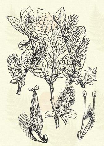 Salix aurita L. (Zsálya fűz. Term. r.: Fűzfafélék. Salicaceae.) Cserje. 1 1 5 m. Fiatal ágai vékonyak, szürkék, bársonyosak, az egy évesek kopaszok, vörösbarnák.