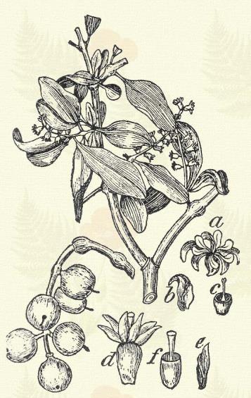 Kerti paréj. Spinacia oleracea L. (Barátparéj, spenót, spinácz. Term. r.: Libatopfélék. Chenopodiaceae.) Egyéves. Kétéves. 30 100 cm. Levelei nyelesek, háromszögűek, épszélűek; alapjok füles.