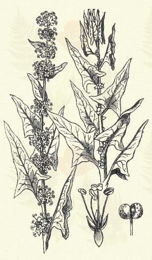 E rendbe sorolható: Atriplex (XXI. o. 5. r.), Morus nigra (XXI. o. 4. r.), Rhamnus (V. o. 1. r.), Salix (XXII. o. 2. r.), Urtica dioica (XXI. o. 4. r.). 5. rend: Ötporzósak. Pentandria.
