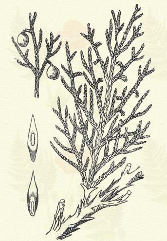 Felfutó komló. Humulus Lupulus L. (Term. r.: Eperfafélék. Moraceae.) 62. t. 3. k. Évelő. 3 4 5 m. Szára horgas szőreivel kapaszkodik. Levelei szives alapból 3 5 karéjúak; durván és élesen fűrészesek.