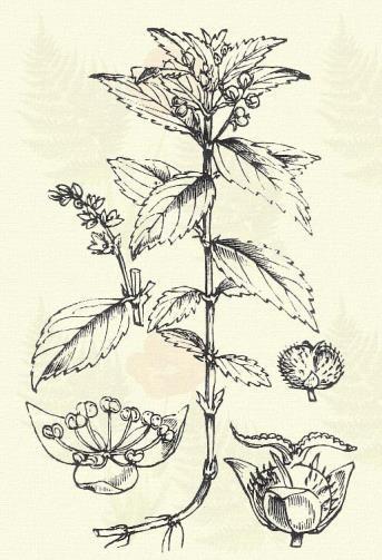 Közönséges békatutaj. Hydrocharis morsus ranae L. (Béka pontya, potnya, vízi kapotnyak. Term. r.: Békatutajfélék. Hydrocharitaceae.) Évelő. 10 30 cm.