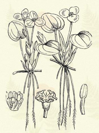 Virága fehér; a porzós virágokban kilencz porzó és három álporzó, a termő virágokban három álporzó és hat bibeszál fejlődik; bibéi kétosztatúak.