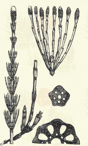 Equisetum palustre L. (Mocsári zsurló. Term. r.: Surlófélék. Equisetaceae.) Évelő. 30 50 cm. Termő szára szürkészöld, 6 8 kiálló éllel; a meddőkkel megegyező.