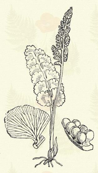 Botrychium Lunaria (L.) Sw. (Fürtös haraszt, fürtös páfrány, holdruta fürtharaszt, holdfű, istenke kalácsa, lúdrettentő fű. Term. r.: Kigyónyelvfélék. Ophioglossaceae.) Évelő. A növény 8 25 cm. h. Egylevelű, levele csaknem nyeletlen, szárnyas; alsó levélkei félholdalakúak, a felsők inkább ékalakúak; többé-kevésbbé csipkések.
