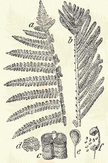 Erdei borda-haraszt. Blechnum spicant (L.) Sm. (Bárgy, esztelen fű, felemás rostika, mókus borda. Term. r.: Páfrányfélék. Polypodiaceae.) 64. t. 5. k. Évelő. 15 30 cm.