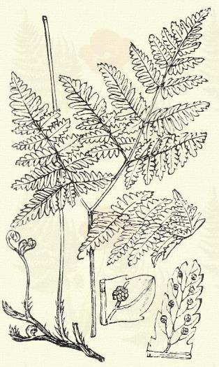 Bükkös buglyos-páfrány. Phegopteris polypodioides Fée. (Bükkpáfrány, szakálas páfrány. Polypodium Phegopteris L. Term. r.: Páfrányfélék. Polypodiaceae.) Évelő. 30 54 cm. Tőkéje terjed.