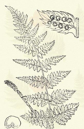 Woodsia ilvensis (L.) R. Br. (Term. r.: Páfrányfélék. Polypodiaceae.) Évelő. 2 20 cm.