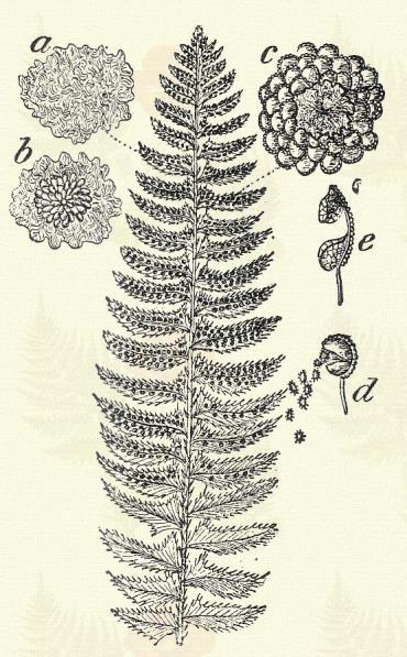 Mocsári pajzsika. Aspidium Thelipteris (L.) Sw. (Tőzeg v. zsombék haraszt, mocsári páprág. Term. r.: Páfrányfélék. Polypodiaceae.) Évelő. 60 80 cm. Tőkéje terjed.