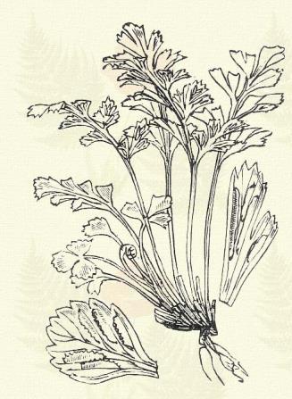 Csipkés bodorka. Asplenium Trichomanes L. (Aranyos páprád, árvaleány haja, bojtos fű, csipkés bordalap, Szent-Ilona füve, zilálthaju bordalap. Term. r.: Páfrányfélék. Polypodiaceae.) 64. t. 3. k.