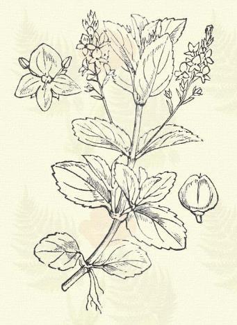 Pólé verónika. Veronica Anagallis L. (Vízi pólé. Term. r.: Tátogatók, Scrophulariaceae.) Évelő. 15 50 cm. Húsos szára alsó részében gyökerező, csaknem 4-élű.