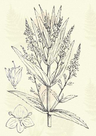 Terem olyan helyeken mint az előbbi faj, az egész országban. 5 9. Macskafarkú verónika. Veronica spicata L. (Kék macskafark, fűzéres szigoráll. Term. r.: Tátogatók, Scrophulariaceae.) Évelő. 15 45 cm.