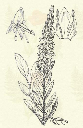 Kakuk verónika. Veronica serpyllifolia L. (Term. r.: Tátogatók, Scrophulariaceae.) Évelő. 5 20 cm. Szára lecsepült vagy felegyenesedő, felső részében gyakran szőrös, töve felé pedig ágas.
