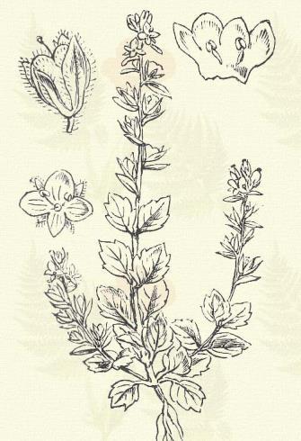 Tavaszi verónika. Veronica verna L. (Term. r.: Tátogatók, Scrophulariaceae.) Egyéves. Áttelelő egyéves. 3 15 cm. Szára rövid szőrű, felső részében mirígyes. Levele 5 7 részre osztott.