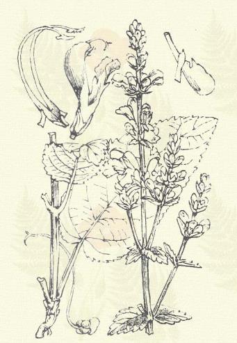 Ló zsálya. Salvia verticillata L. (Gyűrűs v. pereszlén-forma zsálya, macskaláb. Term. r.: Ajakosak. Labiatae.) Évelő. 30 60 cm. Felső levelei csaknem háromszögűek.