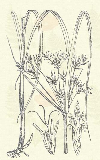 Csomós palka. Cyperus glomeratus L. (Ízelt sás. Term. r.: Sásfélék. Cyperaceae.) Évelő. 10 100. Róka- v. rozsdaszinveres kalászkái csomóban állanak. Murvái igen hosszúak.