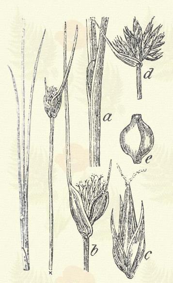 b) A füzérkék kevés virágúak, oldalt összenyomottak. 1 6 lepelsertével. Kormos csáté. Schoenus nigricans L. (Term. r.: Sásfélék. Cyheraceae.) Évelő. 15 40.