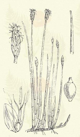 Scirpus palustris L. (Helyesebben: Heleocharis p. (L.) R. Br. Csír-káka. Term. r.: Sásfélék. Cyperaceae.) Évelő. 10 60. Csaknem fás tőkéje számos taraczkot hajt.