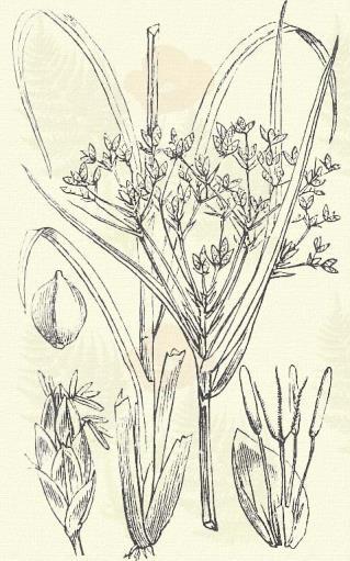 Terem mocsaras helyeken, árkok mentén az egész országban. 6 8. Tavi káka. Scirpus lacustris L. (Csuhu. Term. r.: Sásfélék. Cyperaceae.) 3. t. 2. k. Évelő. 80 300.
