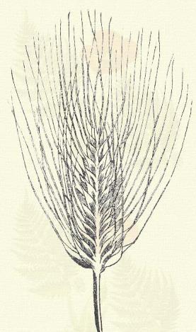 Kétsoros árpa. Hordeum distichum L. (Laposfejű- v. sörárpa.) 3. t. 4. k. Egyéves. 50 100. Az előbbiekhez hasonló.