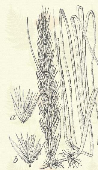 Más honi fajok: E. crinitus Schreb., europaeus L. Közönséges búza. Triticum vulgare Vill. (Tiszta buza.) 3. t. 5. k. Áttelelő egyéves. Egyéves. 60 130.