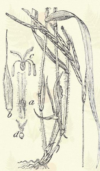 Brachypodium sylvaticum (Huds.) R. et. Sch. (Erdei buza, kurtatop, nyelecz, górkalász.) Évelő. 50 120. Töve gyepes. Szára a bütykökön sűrűn, egyebütt ritkásan szőrös.