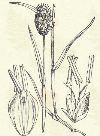 Zöld pántlikafű. Baldingera arundinacea (L.) G. M. Sch. (Nádforma fényperje, nádas tippan, polyvacsukk.) Évelő. 50 100. Termete emlékeztet némileg a fedőnádra. Levelei szélesek, szalagneműek.