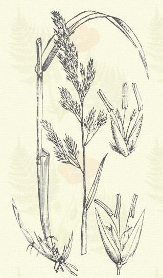 Terem vízerek, folyók mentén, nádasok szélén az egész országban. 5 6. Fehér-csíkos levelű fajtáját a tarka pántlikafüvet (B. picta L.) kertjeinkben termesztik (czifra sás). Termesztett rizs.