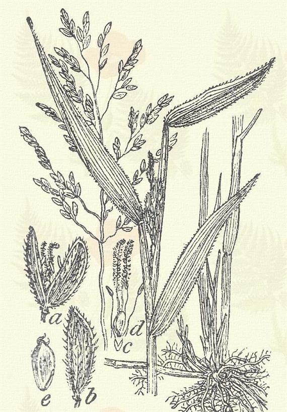 Ragadó muhar. Setaria verticillata (L.) Beauv. (Pereszlén-forma muhar, ragadvány kalász, muhar, selyemfű, sertepázsit v. fű.) Egyéves. 30 80.