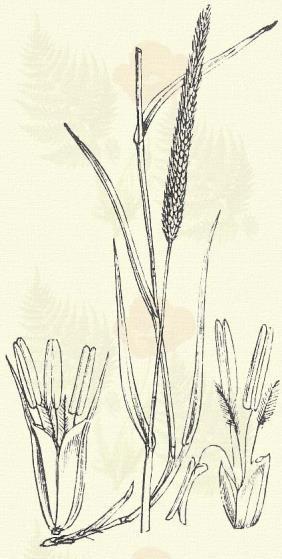 Taraczkos tippan. Agrostis alba L. (Bokrétapázsit, fehér tippan, harmatpázsit, harmattartó szélfű, szőrfű.) Évelő. 15 90. Száraz, szikár helyeken néha csak 4 6 cm.