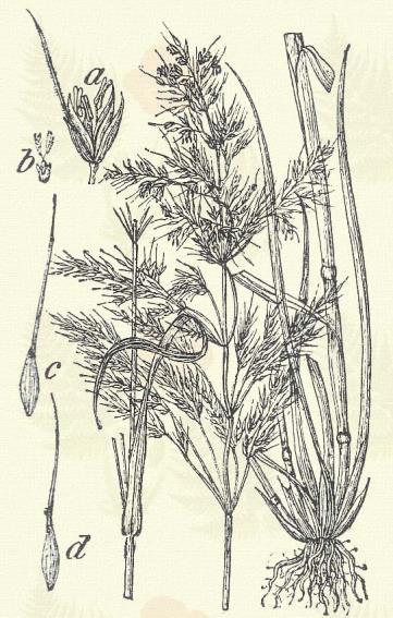 Nádképű siska. Calamagrostis Epigeios (L.) Roth. (Bugafény, csenkesz, cseplesz, halmi nádtippan, nádperje, siskanád v. siskafű.) Évelő. 50 120. Termete emlékeztet a fedő nádéra. Taraczkot is hajt.