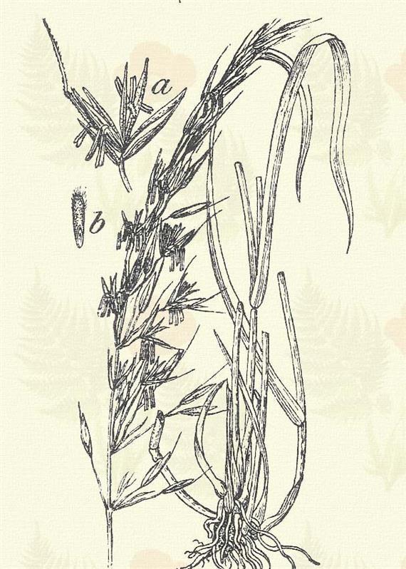 Abrak zab. Avena sativa L. 3. t. 8. k. Egyéves. 60 120. A buga ágai vízszintesen és mindenfelé elállók. Pelyvái 7 11- erűek, hosszabbak a virágoknál. Szára a buga tövében, szőrösödő.