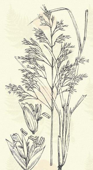Pázsitos séd-búza. Deschampsia caespitosa (L.) Beauv. (Gyepes nápicz, éra- vagy szűk-perje, pázsit-perje. Aira caespitosa L.) Évelő. 5 100. Töves űrű gyepet hajt.