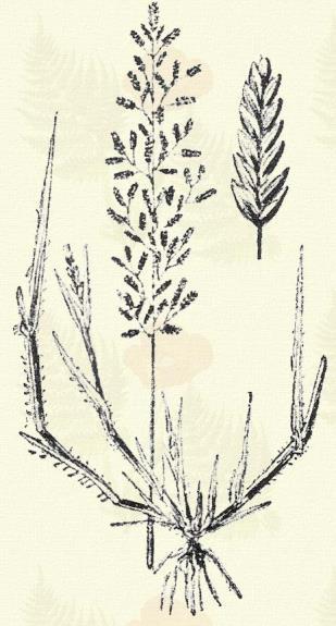 vivipara) és sajátságos külsőt kölcsönöznek a növénynek. Pelyvái gyapjasak. Terem napos mezőkön, utak mentén az egész országban. 5 6. Más honi fajok: P. alpina L., attica Boiss. et Heldr.