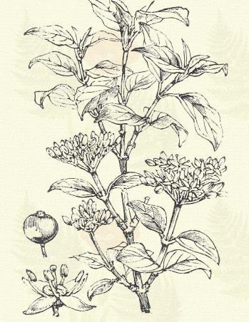Keskenylevelű ezüstfa. Elaeagnus angustifolia L. (Ezüst- v. olajfűz v. fa, hamis olajfa, paradicsomfa. Term. r.: Ezüstfafélék. Elaeagnaceae.) Fa. 1 5 7 m.