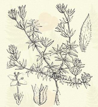 Sherardia arvensis L. (Kövi ragadványfű, küllő, ugari magabár. Term. r.: Galajfélék. Rubiaceae.) Egyéves. 10 25. Négy-szegletű szára lecsepűlt; a levelekkel együtt apró fogacskáktól érdes, ragadós.