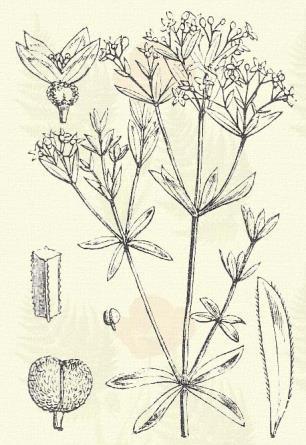 Ragadós galaj. Galium Aparine L. (Kullancsfű; ragadáncs, valódi ragadványfű, szerelemfű. Term. r.: Galajfélék. Rubiaceae.) Áttelelő egyéves. Egyéves. 50 120.